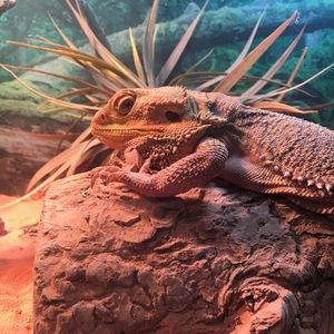 Meet your Posher, Brady